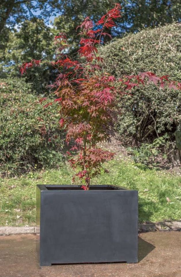 image 1 of Primrose Titanic Black Polystone Cube Planter 70cm