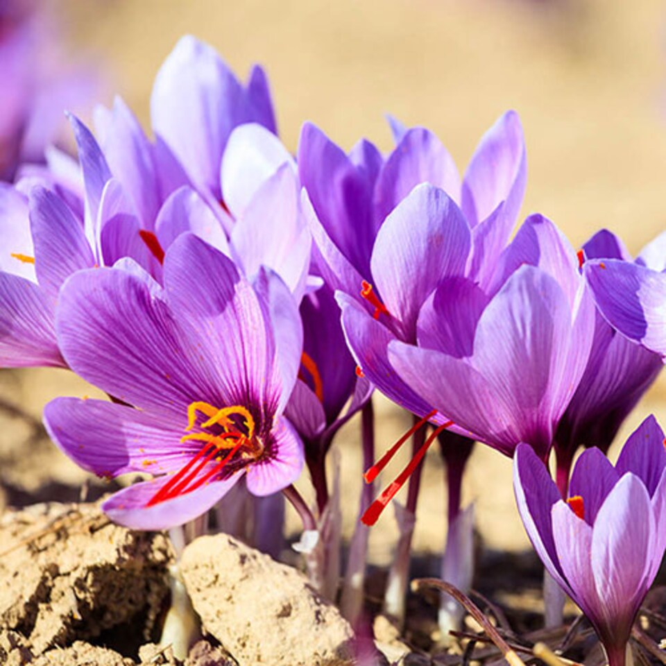 image 1 of YouGarden Saffron Crocus, Crocus sativus, 20 x Bulbs Size 9/10, Fragrant Autumn Flowers, Ready To Plant