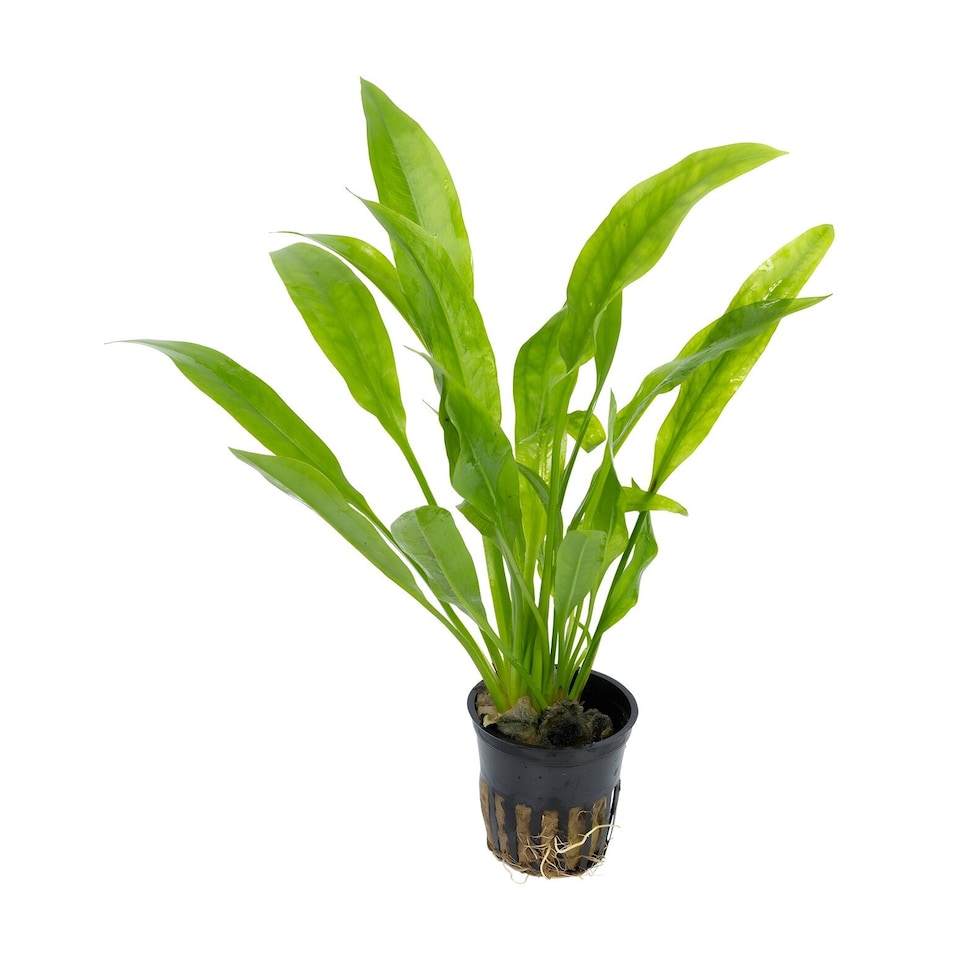 image 1 of Amazon Sword (Echinodorus amazonicus) - Live Aquarium Plant for Background Planting, Low Light - Fish Tank Plant