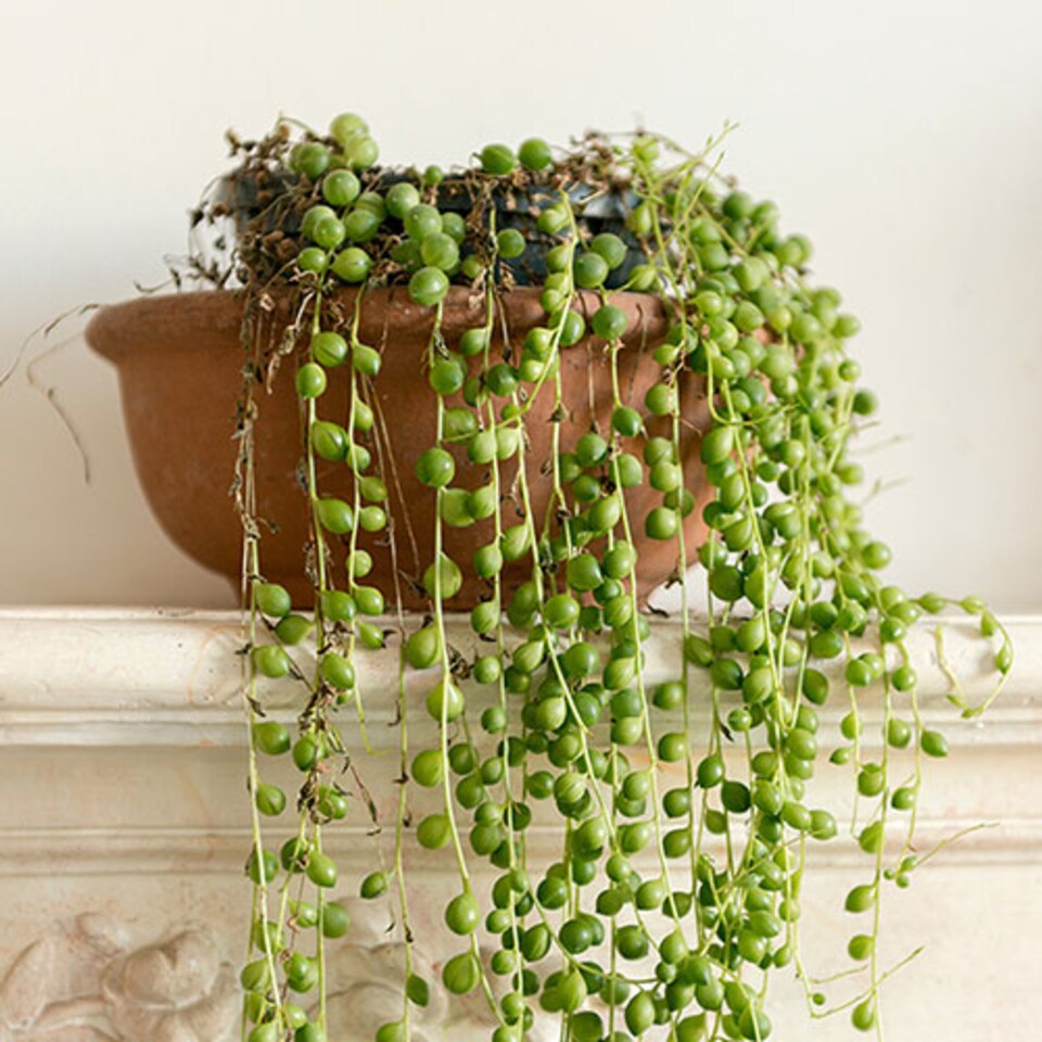 image 1 of House Plants String of Beads, Senecio herreanus, Set of Six, Tropical Trailing Indoor Plants in 6cm Pots, For Home, Office or Livi