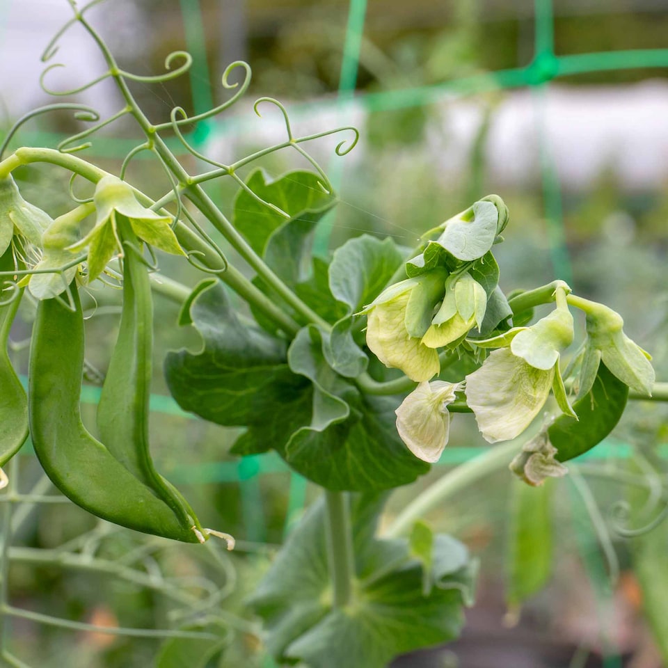 image 1 of Marshalls Garden Mangetout Pea Seeds 'Delikata' 200 seeds