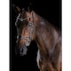 image 1 of Collegiate Comfitec Crystal Leather Bridle - Brown - Full