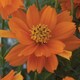 image 2 of Coreopsis Double The Sun | Multi | Orange | Flower Seeds | 1