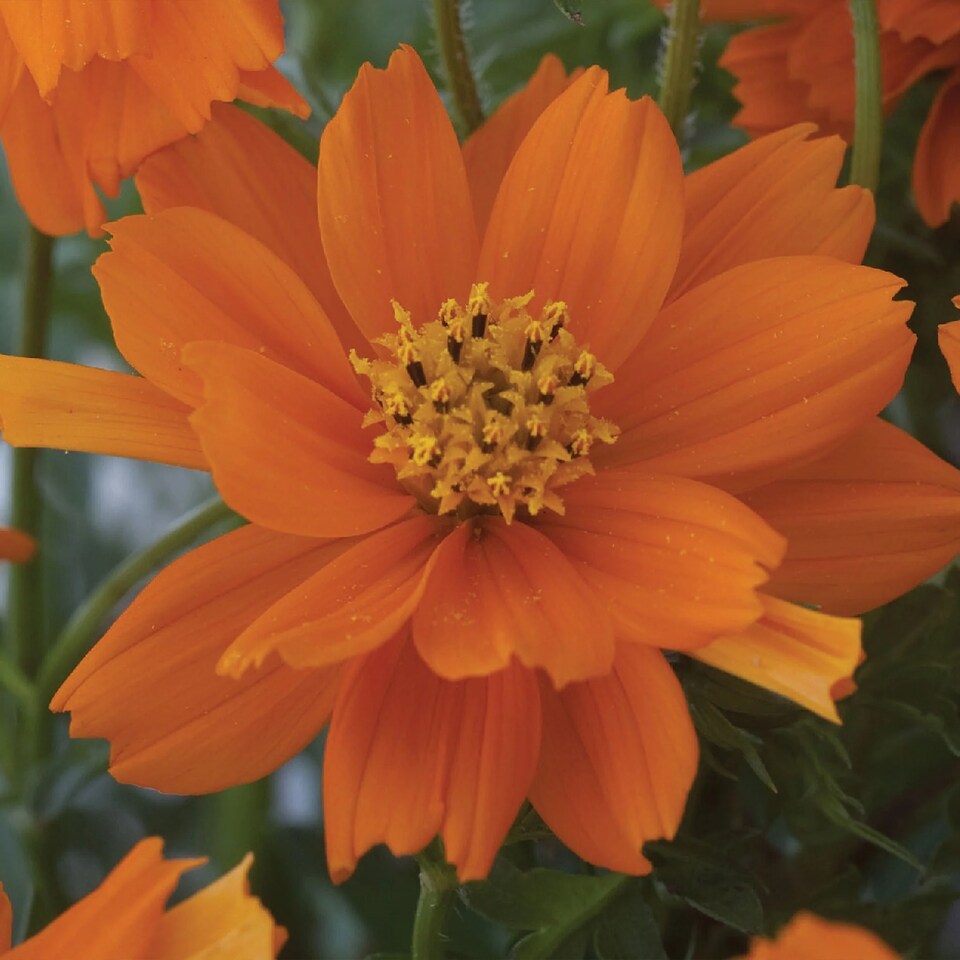 image 1 of Coreopsis Double The Sun | Multi | Orange | Flower Seeds | 1