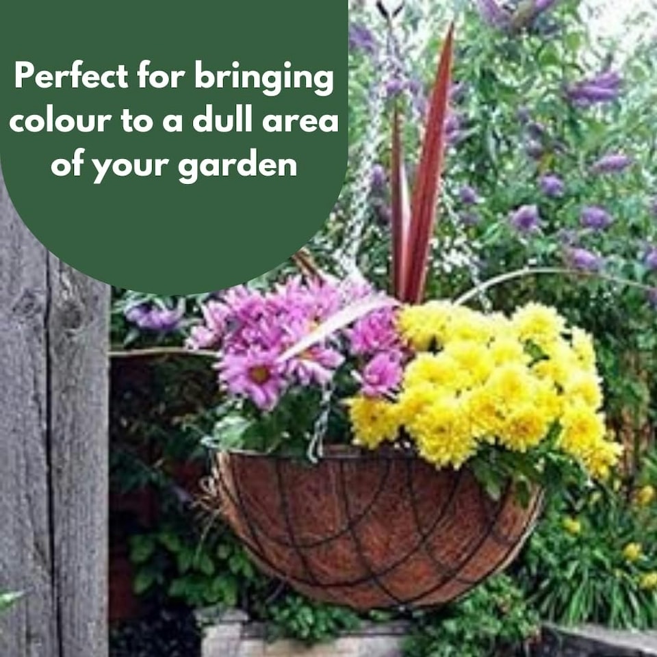 image 1 of Marco Paul Black Metal Hanging Basket 16" Black
