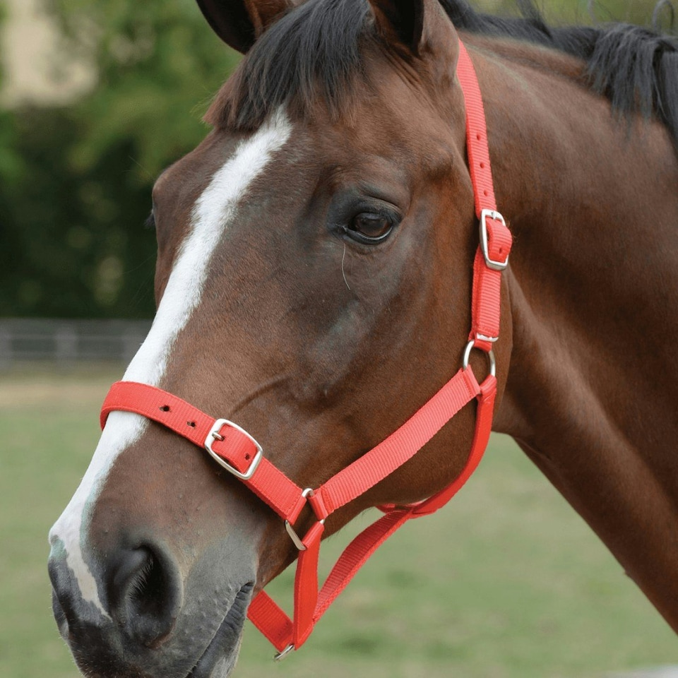 image 1 of Roma Horse Headcollar And Leadrope - Red - Full