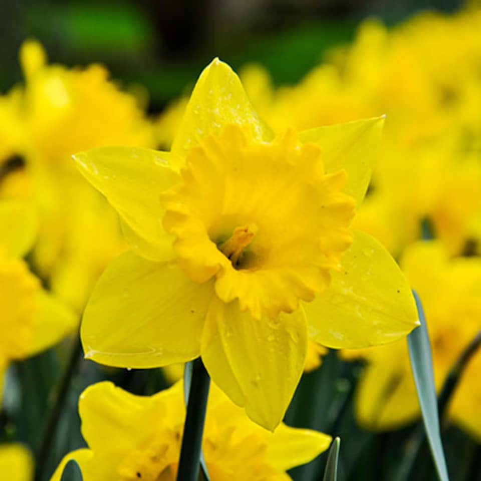 image 1 of YouGarden Narcissus 'Trumpet Yellow', Set of 20 Daffodil Bulbs Size 12/14, For Autumn Planting