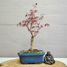 Yorkshire Bonsai Chinese Maple (Acer) Bonsai Tree Red Maple Informal Upright In 20cm Pot