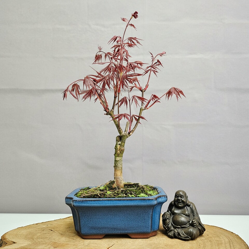 Yorkshire Bonsai Chinese Maple (Acer) Bonsai Tree Red Maple Informal Upright In 20cm Pot