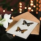 image 4 of Sherman Denton Art Card Black Swallowtail Butterfly
