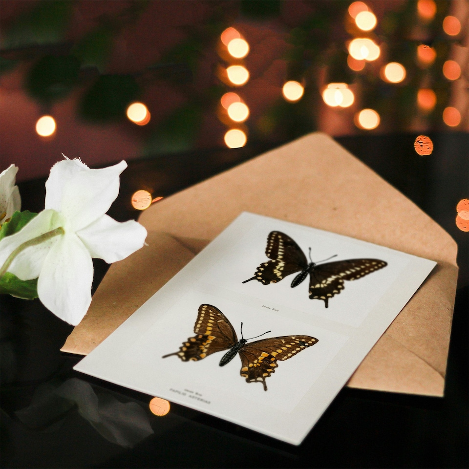 image 1 of Sherman Denton Art Card Black Swallowtail Butterfly
