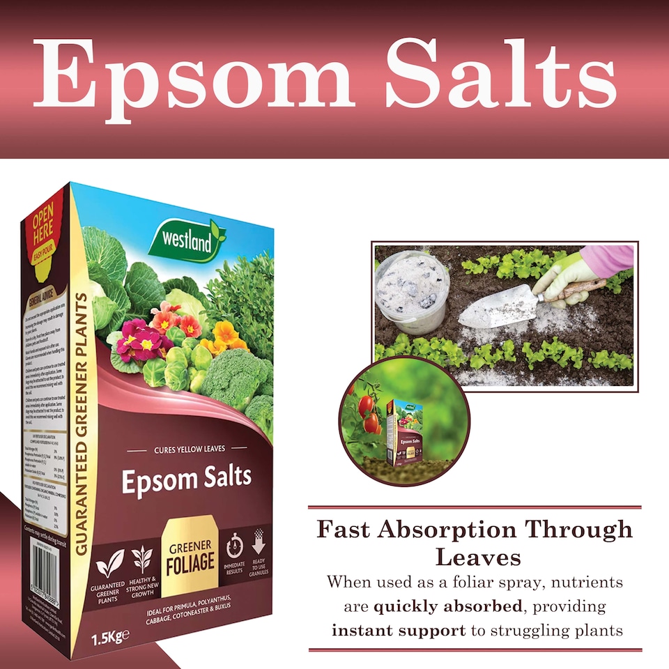 image 1 of Westland Epsom Salts 1.5kg Magnesium & Sulphur Fertilizer for Lush Green Foliage Flowers Vegetables and Healthy Plants