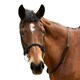 image 2 of Hy Leather Horse Neck Strap - Black - 40in x 0.7in