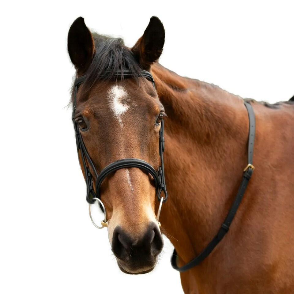 image 1 of Hy Leather Horse Neck Strap - Black - 40in x 0.7in