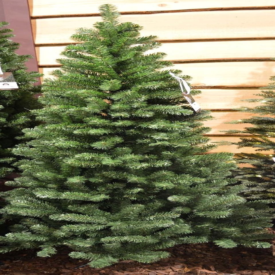 image 1 of 150cm (5ft) Newfoundland Slim Pine Christmas Tree - 86cm Diameter
