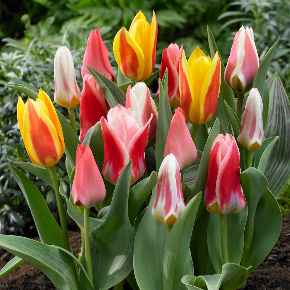 image 1 of YouGarden Early Flowering Short Tulip Mix, Pack of 25 Bulbs, Spring Flowering Bulbs