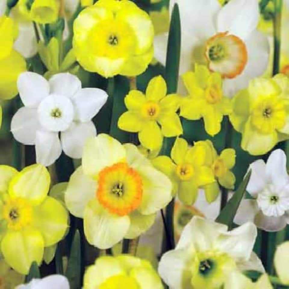 image 1 of Marshalls Garden Dwarf Daffodil Bulbs - Species Mix (25 bulbs)