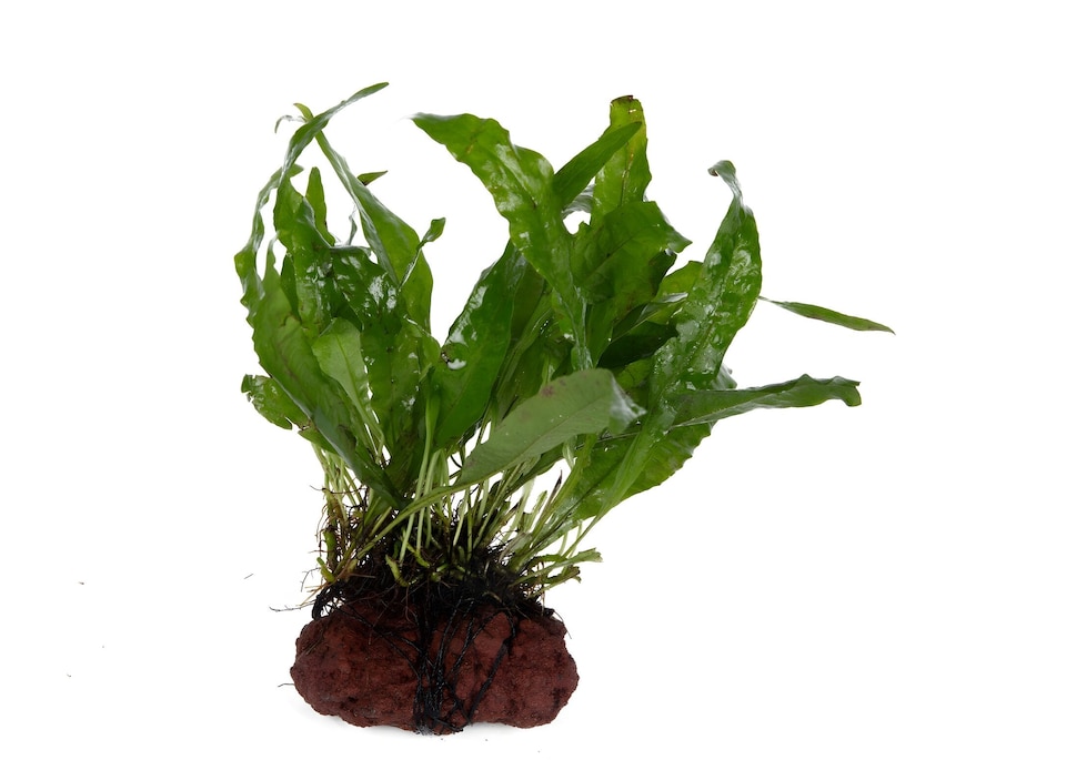 image 1 of Java Fern (Microsorum pteropus) - Live Aquarium Plant for Midground Planting, Low Light, No CO2 Needed - Fish Tank Plant