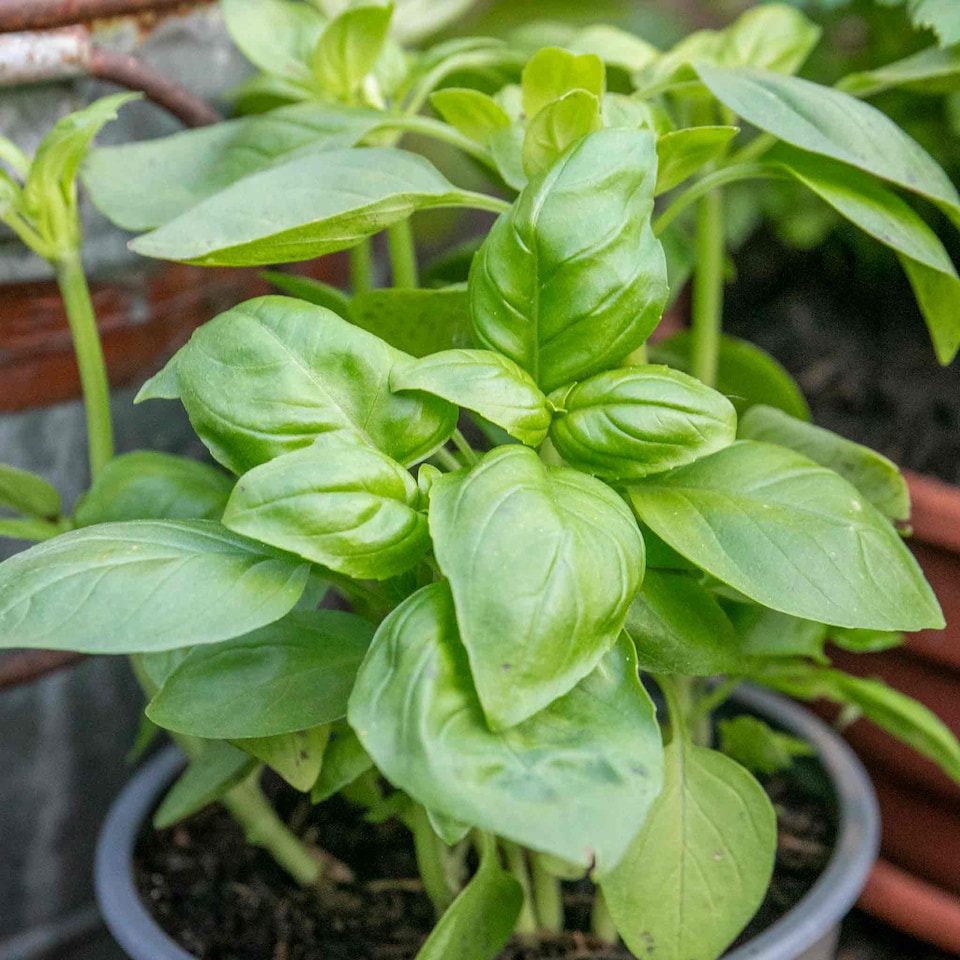 image 1 of Basil Sweet Italian 1 litre