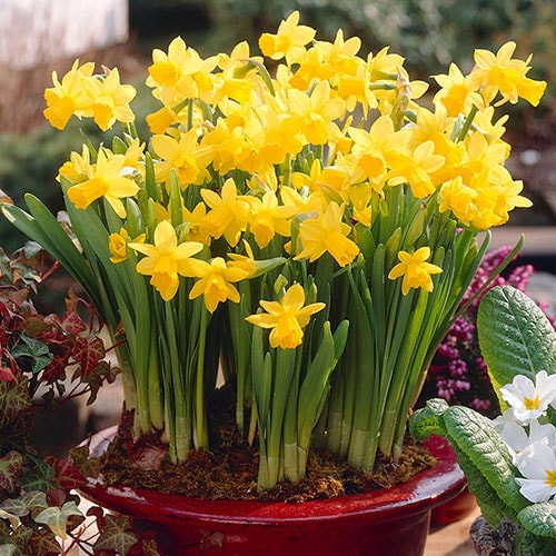 YouGarden Narcissus 'Tete a Tete' Daffodil Bulbs, 200 x Bulbs, Ready to Plant for Early Spring Daffodil Flowers