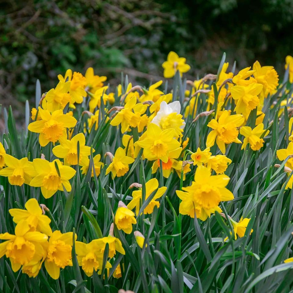 image 1 of Marshalls Garden Daffodil Bulbs Mix Yellow Shades 100 bulbs