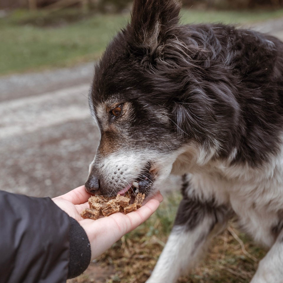image 1 of Pero Natural Dog Treats - Venison Bites 1kg