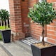 image 1 of Pair of 120cm (4ft) Twist Natural Artificial Topiary Bay Laurel Ball Trees | Green | 4ft