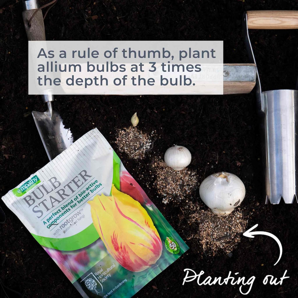 image 1 of Marshalls Garden Allium 'Purple Sensation' Bulbs, 10 Pack