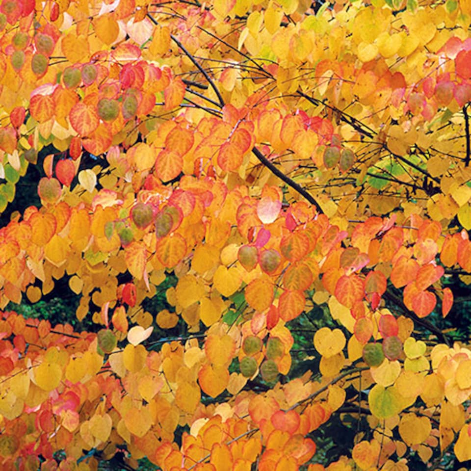 image 1 of Toffee AppleTree Cercidiphyllum japonicum 'Katsura' 3L