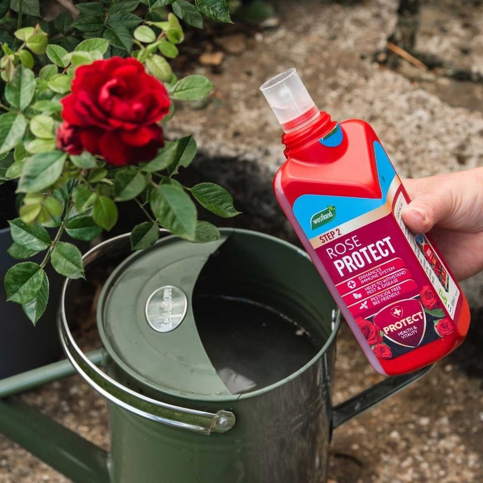 image 1 of Rose Feed & Protect 2in1 Pack 2x 500ml | Multi | 1 x Duo Pack | 1