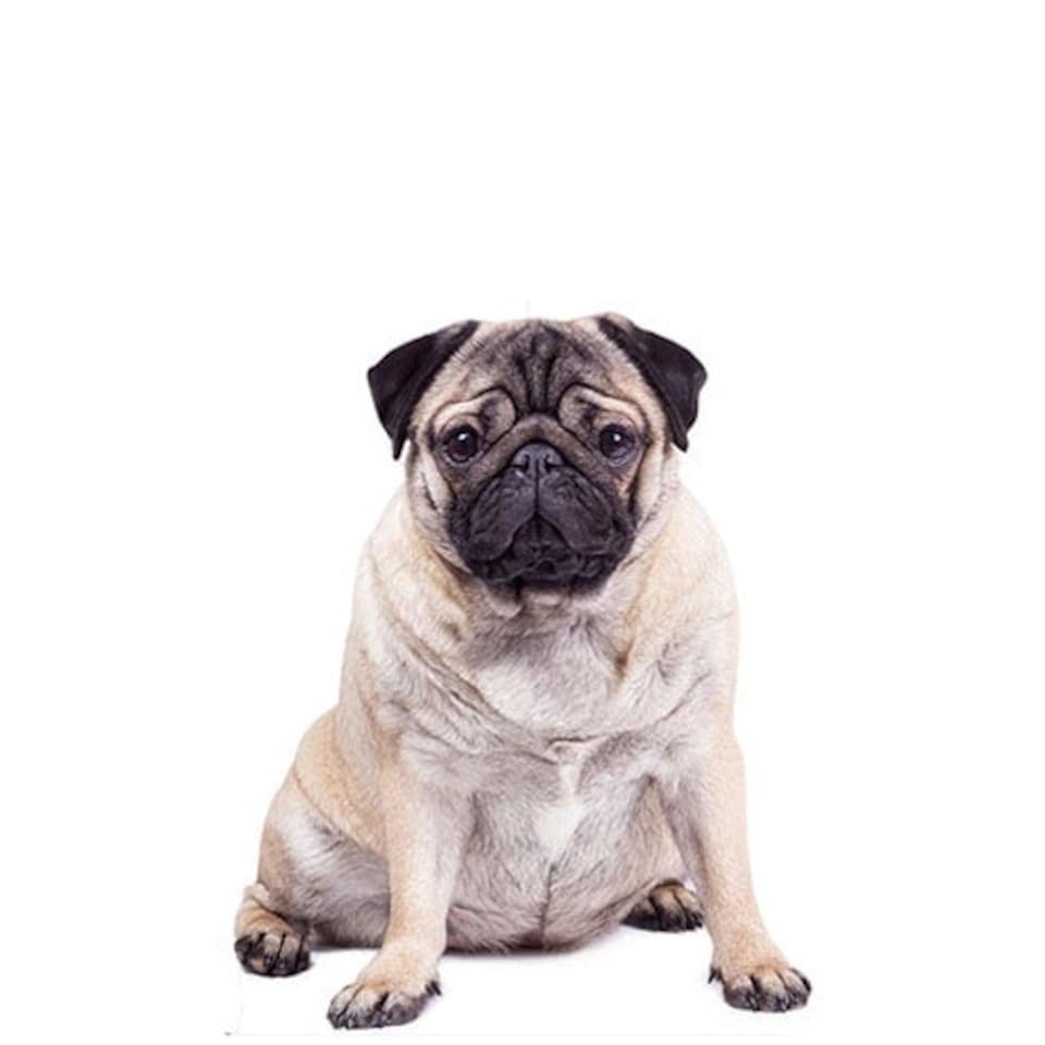 Pug Lifesize Cardboard Cutout 128cm
