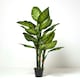 image 5 of Homescapes Dieffenbachia Dumb Cane Plant in Pot, 150 cm Tall