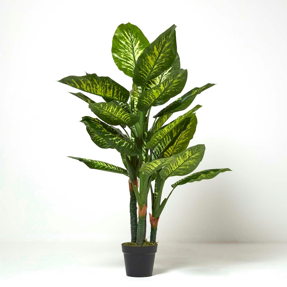 image 1 of Homescapes Dieffenbachia Dumb Cane Plant in Pot, 150 cm Tall
