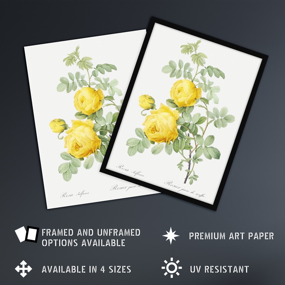 image 1 of Yellow Rose Botanical Redoute Vintage Framed Wall Art Print 12X16"