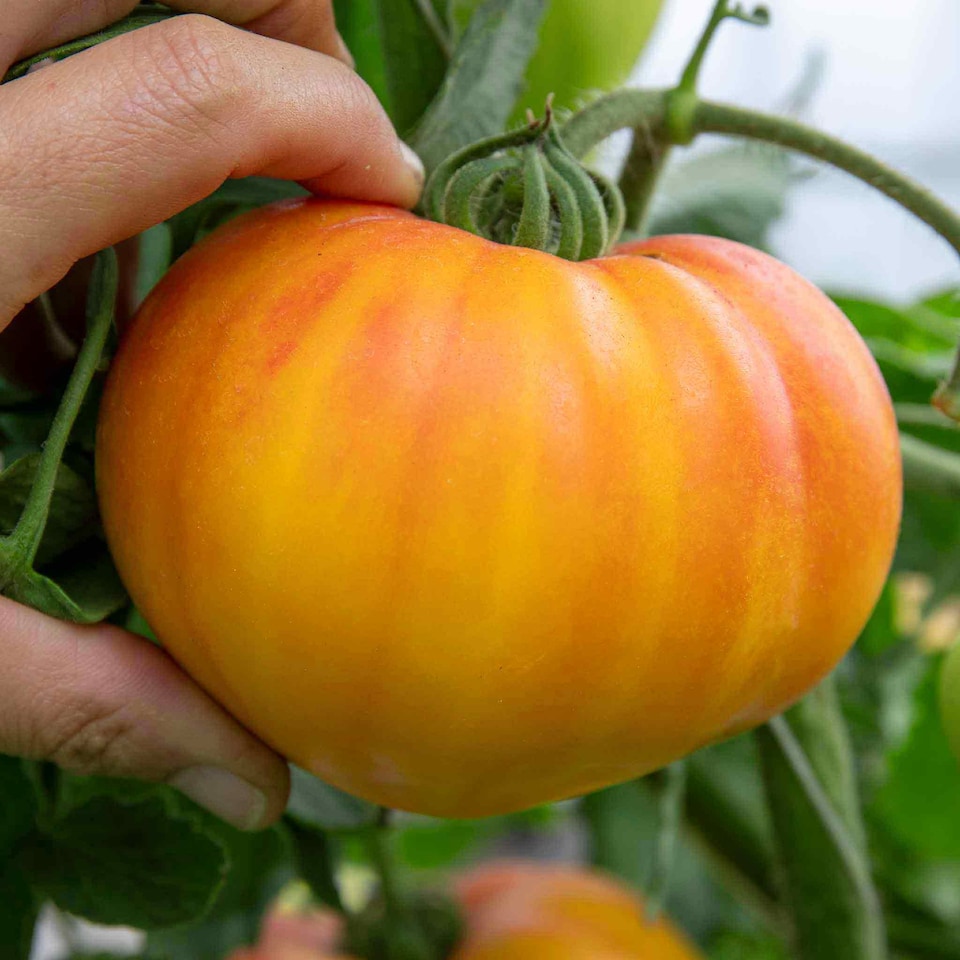 image 1 of Marshalls Garden Tomato Seeds 'Gourmansun' F1 (6 Seeds) | Green | Green, Yellow, Orange