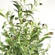 image 4 of 160cm Artificial Olive Tree 1296 Leaves 72 Olives | Green | 5ft