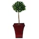 image 4 of Pair of 90cm (3ft) Plain Stem Artificial Topiary Bay Laurel Ball Trees | Green | 3ft