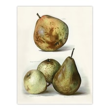 Pear Varieties Vintage Fruit Illustration Wright Wall Art Poster Print 12X16"