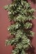 image 5 of 2 Pack: 2.7m (9ft) x 20cm Canadian Pine Christmas Garland Plain Green