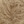 1612 Squirrel | Beige, Brown