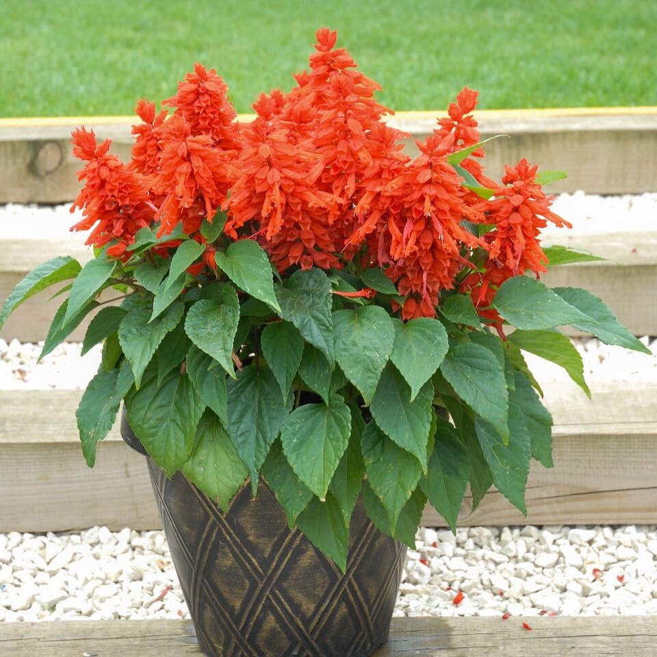 image 1 of Salvia Splendens Blaze of Fire Red Summer Bedding Plant for Beds Borders Containers - Easy Grow Garden Flower Long-Lasting Colour
