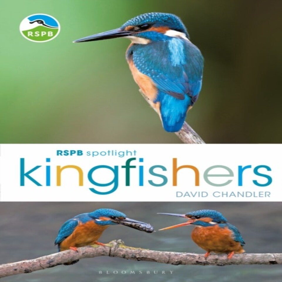 Rspb Spotlight Kingfishers