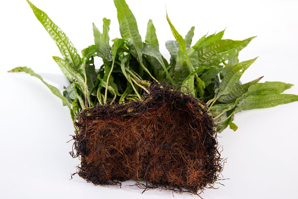 image 1 of Java Fern (Microsorum pteropus) - Live Aquarium Plant for Midground Planting, Low Light, No CO2 Needed - Fish Tank Plant