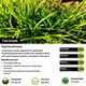 image 2 of Pegdev Transform Your Lawn PDL Fast Growing Grass Seed (500g)