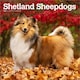 image 1 of Shetland Sheepdogs 2026 Square Flap Calendar