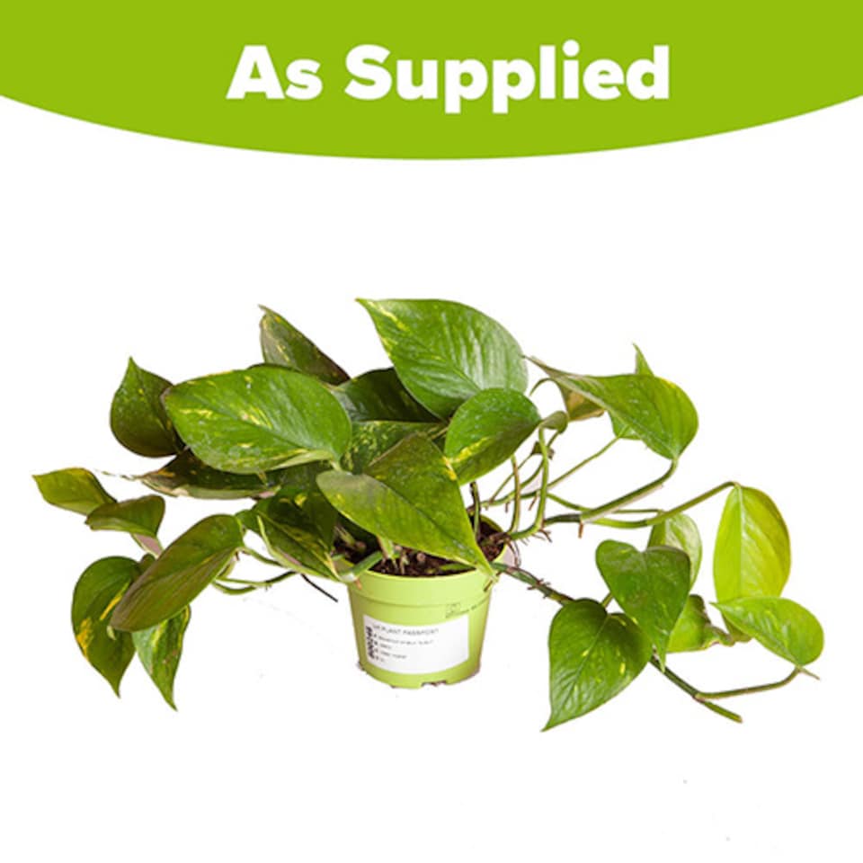image 1 of Epipremnum pinnatum 'Aureum' in a 12 cm Pot - Devils Ivy Supplied as a Established Plant - Hanging House Plants for Indoor Office