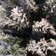 image 4 of Kaemingk 6ft (180cm) Flocked Snowy Imperial Pine Hinged Christmas Trees