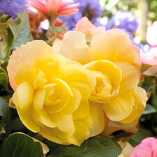 Carbeth Plants Begonia Illumination Lemon Summer Bedding Plant 3 x 9cm Pots - Easy Grow Garden Ready Shrub for Beds, Borders, Pots & Containers
