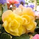 image 1 of Carbeth Plants Begonia Illumination Lemon Summer Bedding Plant 3 x 9cm Pots - Easy Grow Garden Ready Shrub for Beds, Borders, Pots & Containers