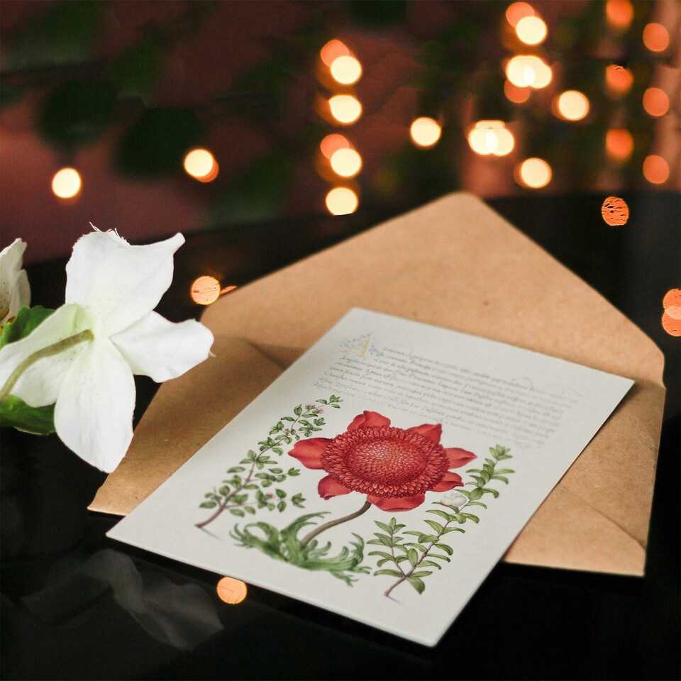 image 1 of Model Book of Calligraphy Art Card Poppy Anemone and Myrtle